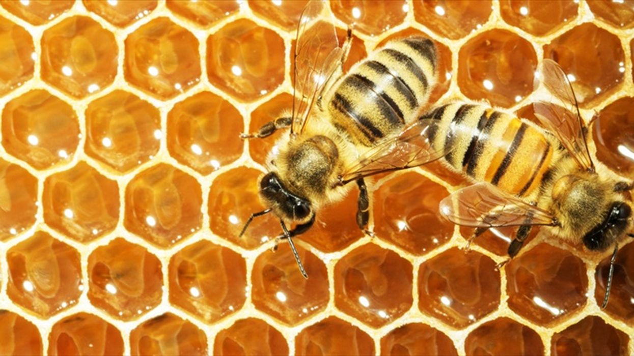 Honey bees vote to decide on nest sites – why we should listen