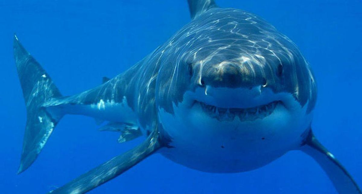 Surfing doctor finds simple life-saving shark bite treatment
