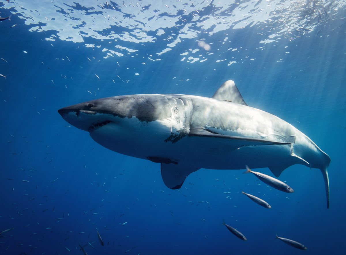 Great white sharks are migrating along the NC coast. A marine life expert explains why