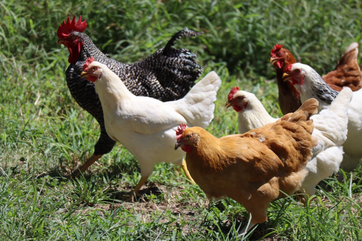 LA governor backs out of chicken ownership — and sends hens packing