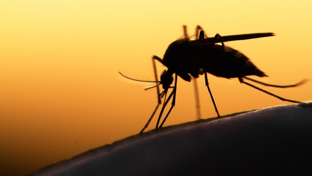 Rural California hatches plan for engineered mosquitoes to battle stealthy predator