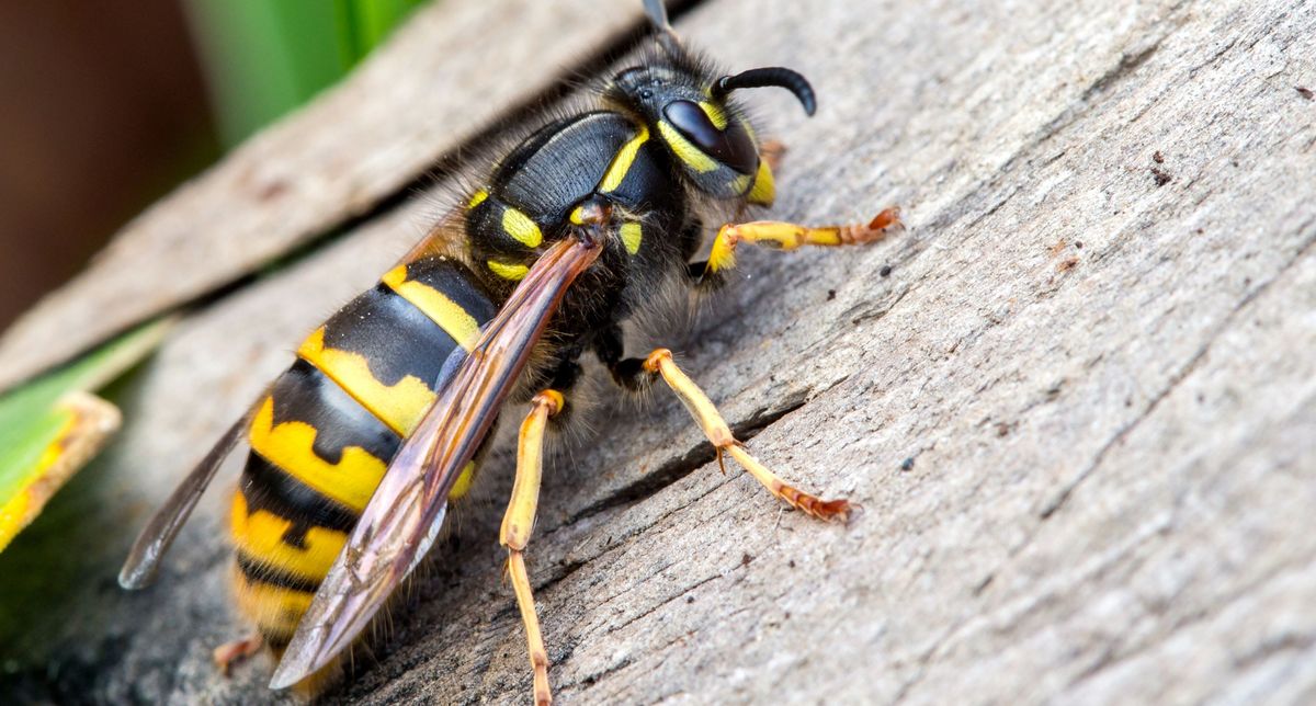 Boys will be boys: Wasps use penis to ward off predators 🍆