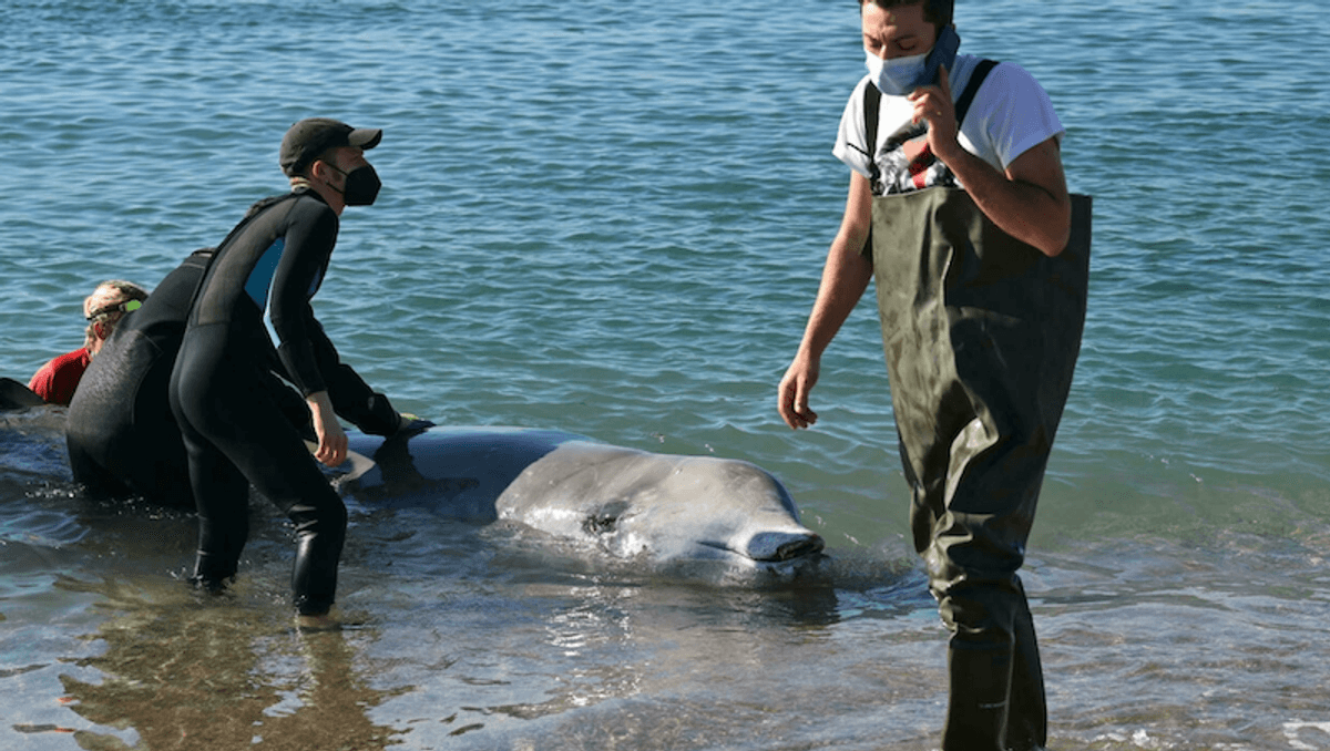 Ailing whale found near Athens returns to deeper waters