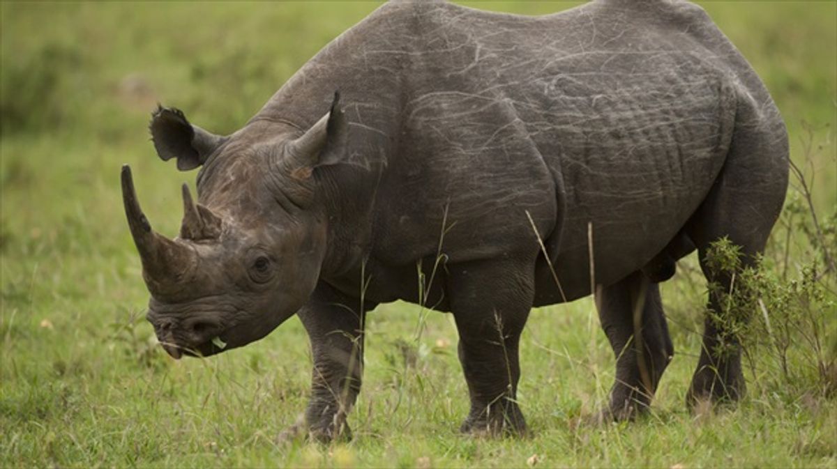 German zookeeper killed in rhino attack in Salzburg, Austria 