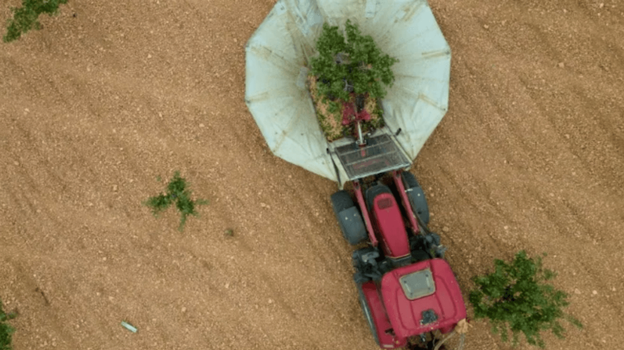Droughts drive Spanish boom in pistachio farming