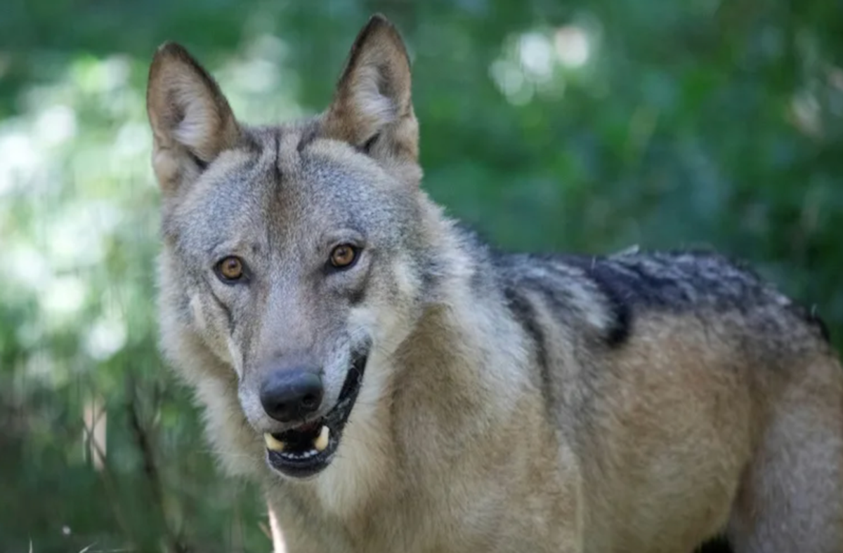 As wolves swoop, Austrians grab guns for contested cull