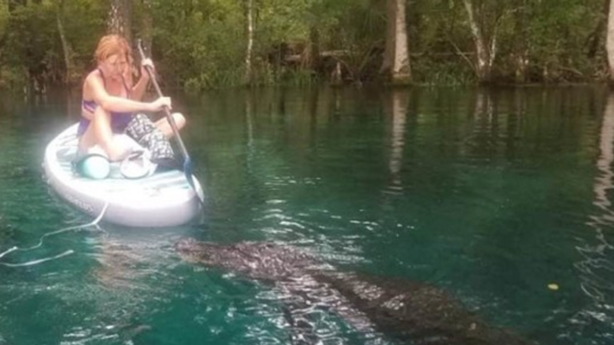 WATCH: Florida woman fights off giant alligator while paddleboarding in swamp