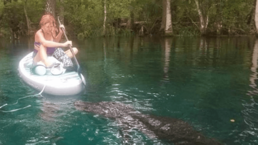 WATCH: Florida woman fights off giant alligator while paddleboarding in swamp