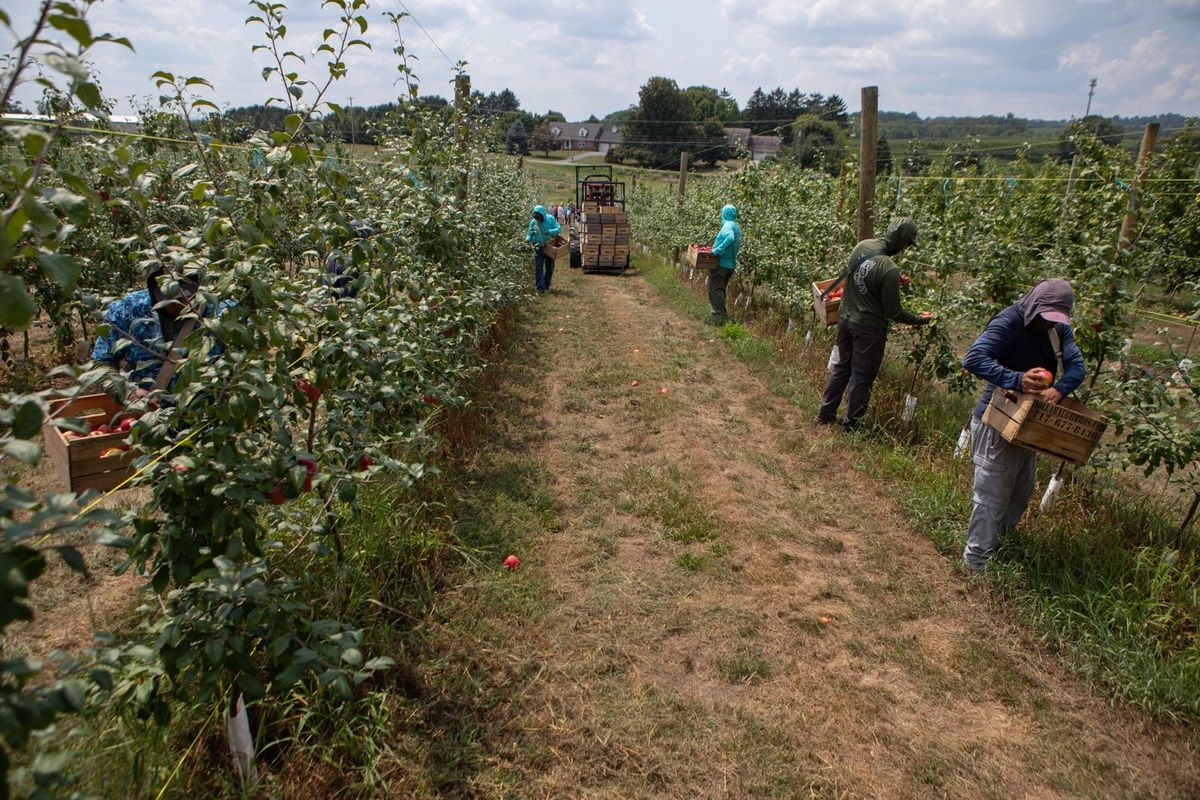 ‘Labor shortage will only get worse': Some PA farmers dread Trump deportation plans
