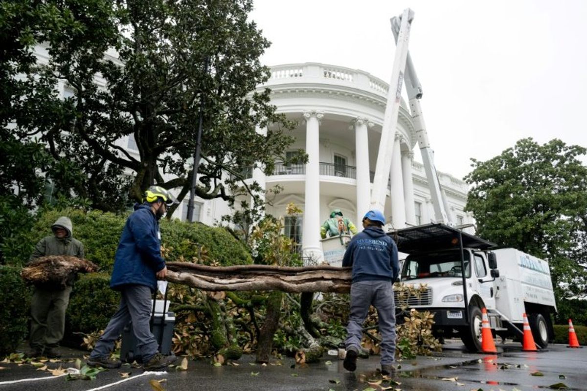 Trump plants 'MAGAnolia' to replace 200-year-old tree