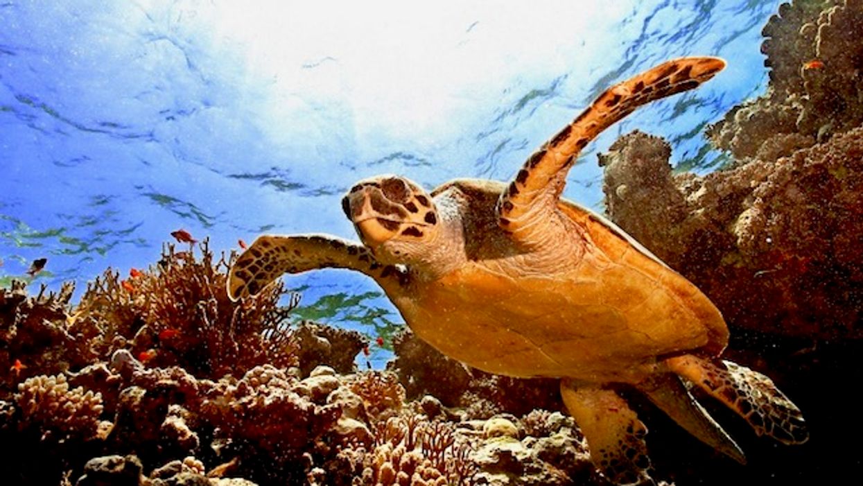 Over 21% of reptile species at risk of extinction