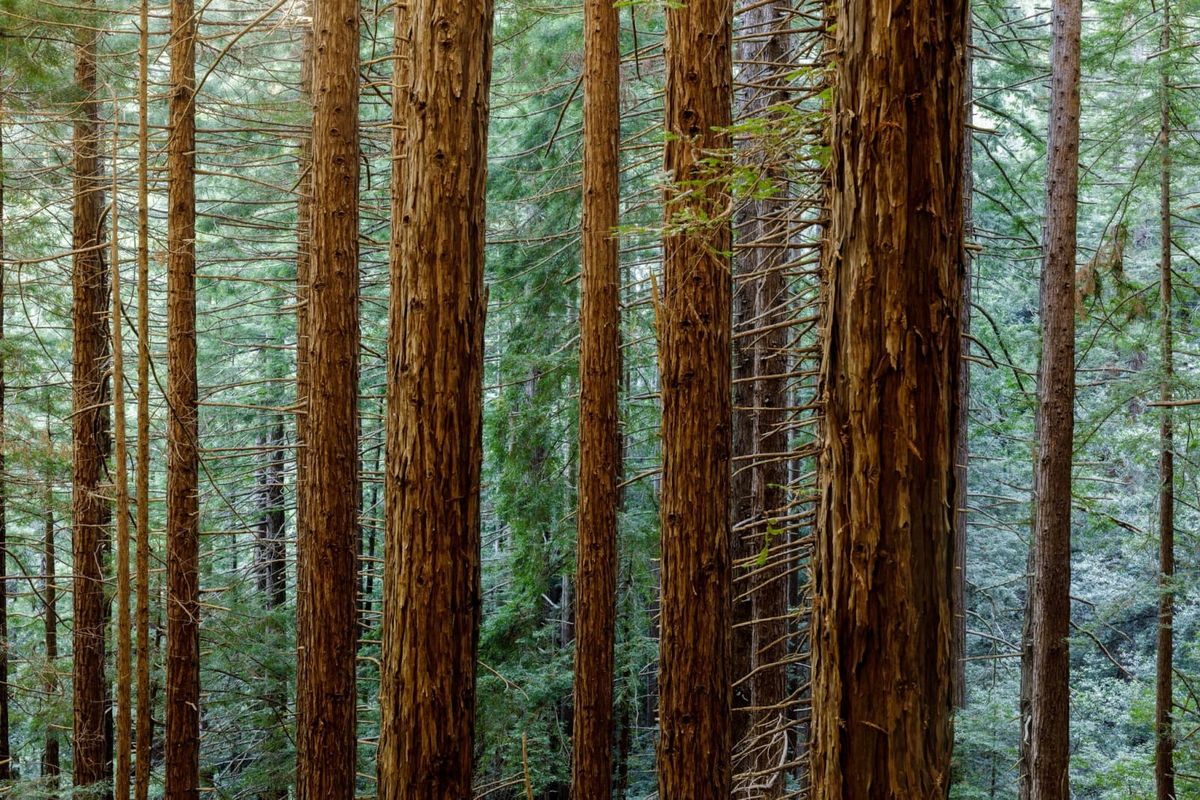 Redwood trees are growing almost as fast in the UK as their Californian cousins – study