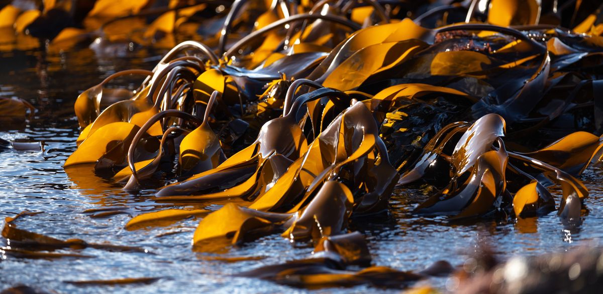 Food, fertilizer, fuel? Hunt is on for solutions to Caribbean’s exploding seaweed problem