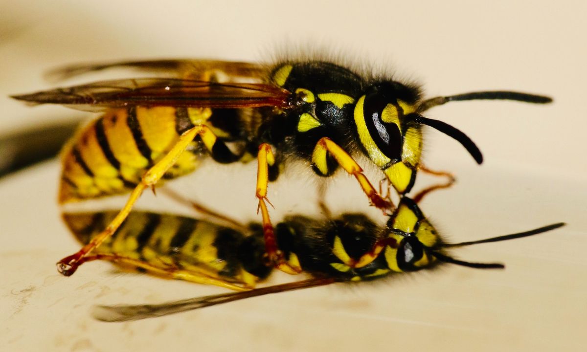 Trump to the GOP is like a parasitic wasp is to a caterpillar
