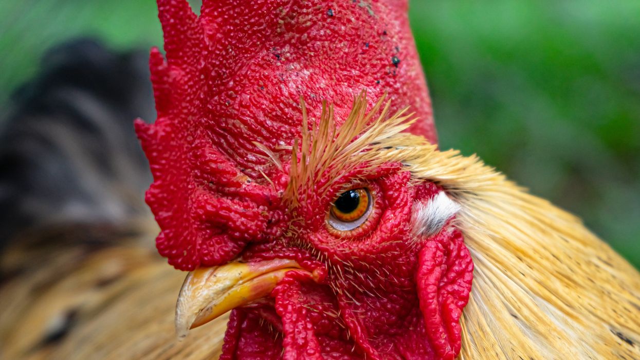 ‘Flying blind’: CDC has 1M bird flu tests ready — but experts see repeat of COVID missteps