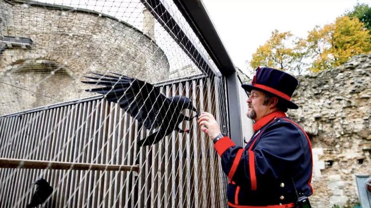 Bad omen for UK as Tower of London raven missing, feared dead