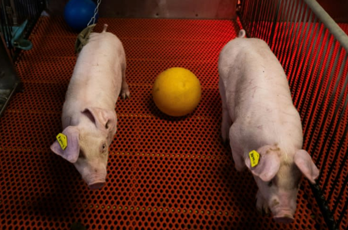 A U.S. farm breeds pigs for human kidney transplants