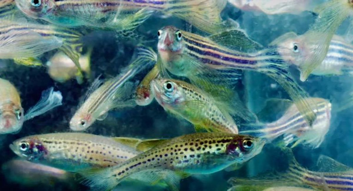 Fish on acid? Microdosing zebrafish with LSD shows its potential benefits for humans