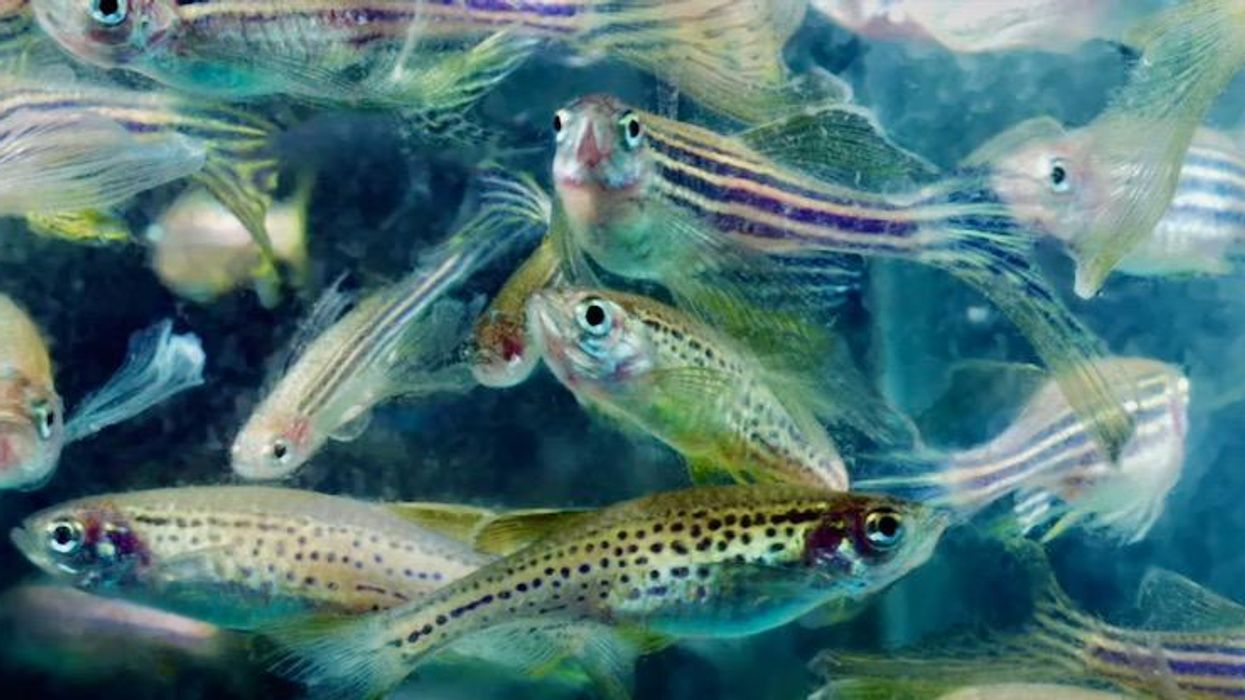 Fish on acid? Microdosing zebrafish with LSD shows its potential benefits for humans