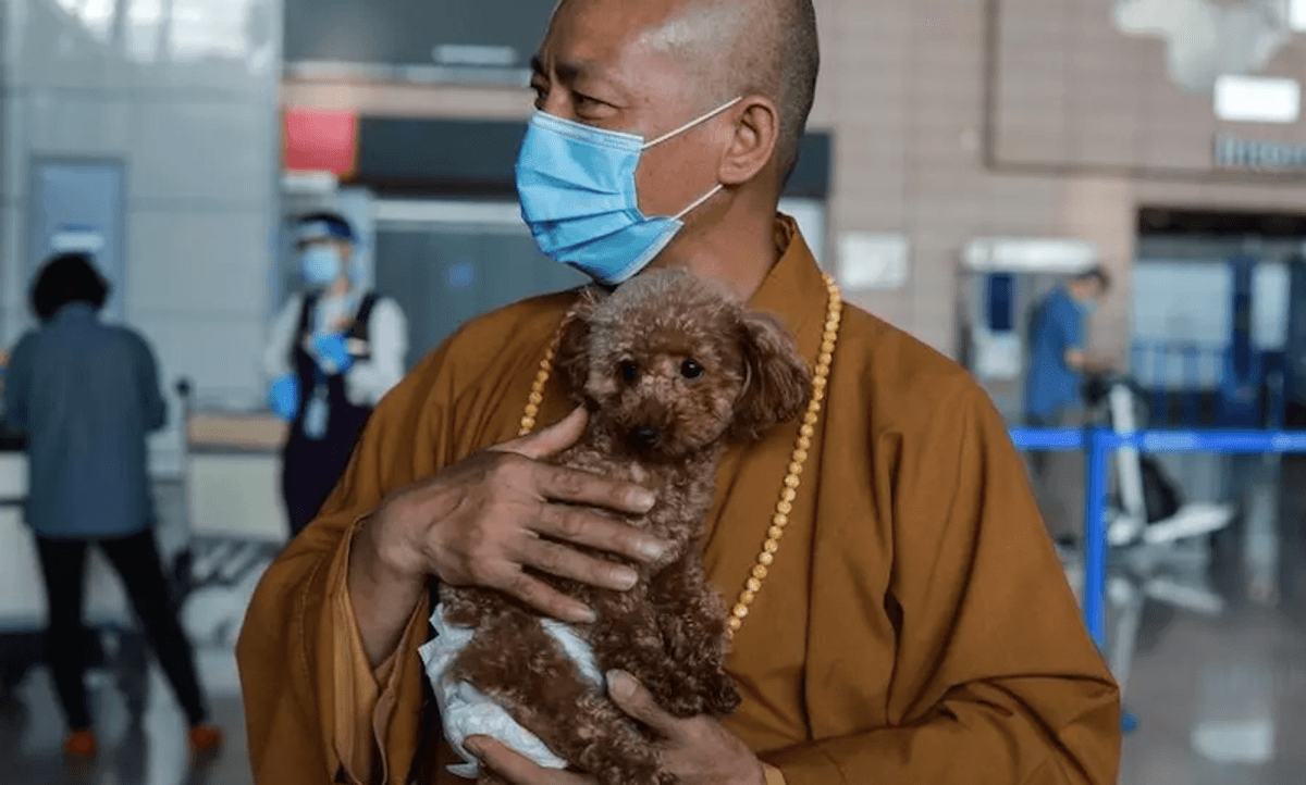 Chinese monk who saved 8,000 strays is dog's best friend