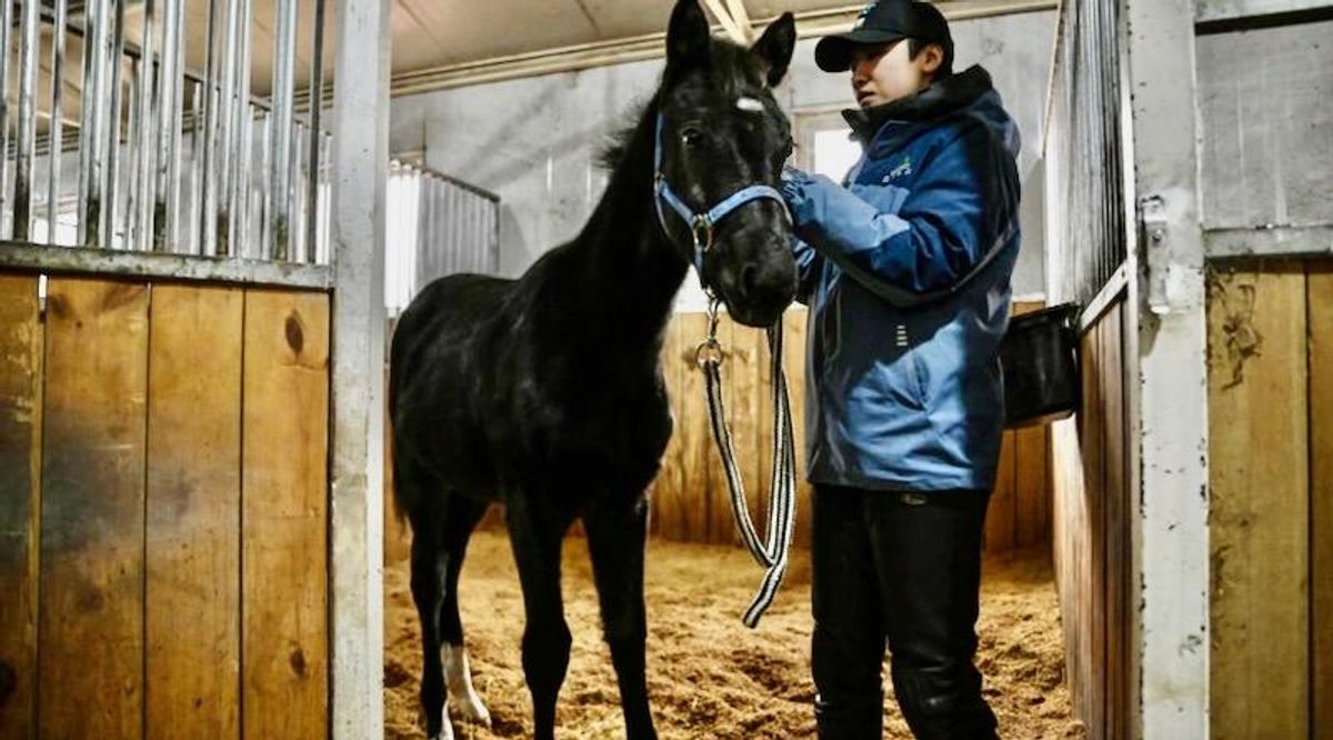 Cloned horse raises hopes for equestrian sports in China